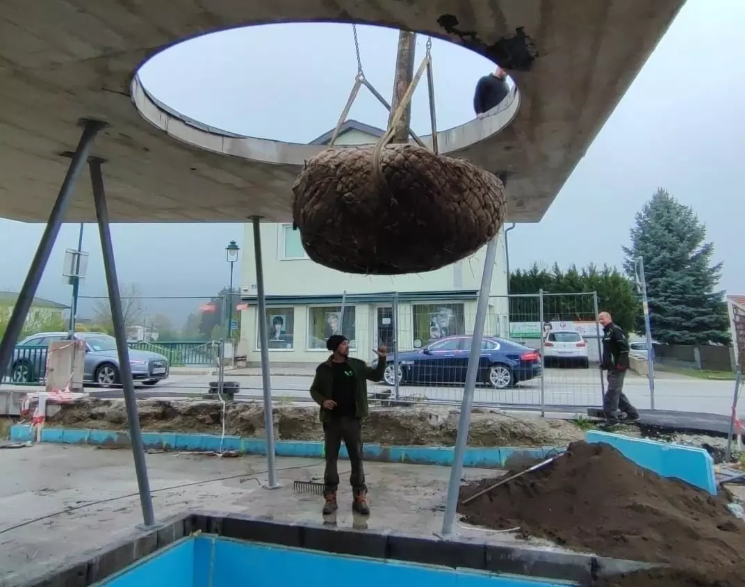 Beume mit dem Hahn transportieren - volskyi-garden.at