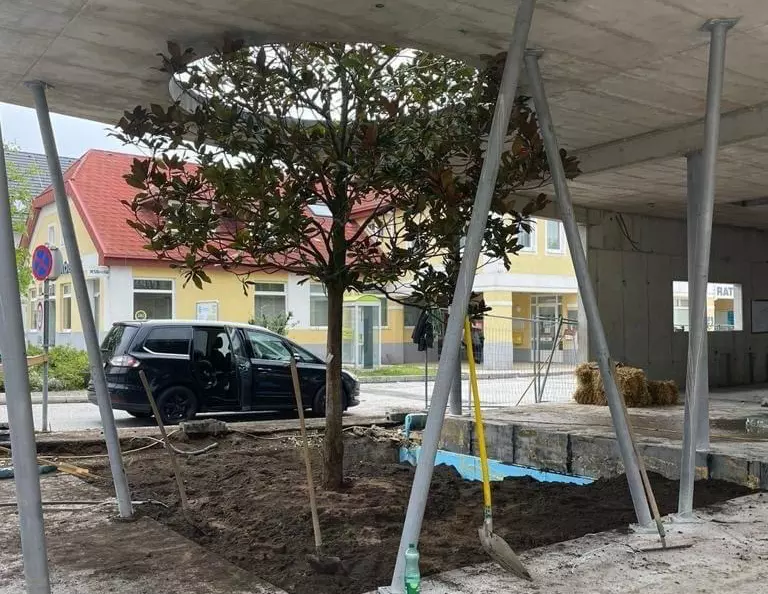 Beume mit dem Hahn transportieren in Österreich - volskyi-garden.at