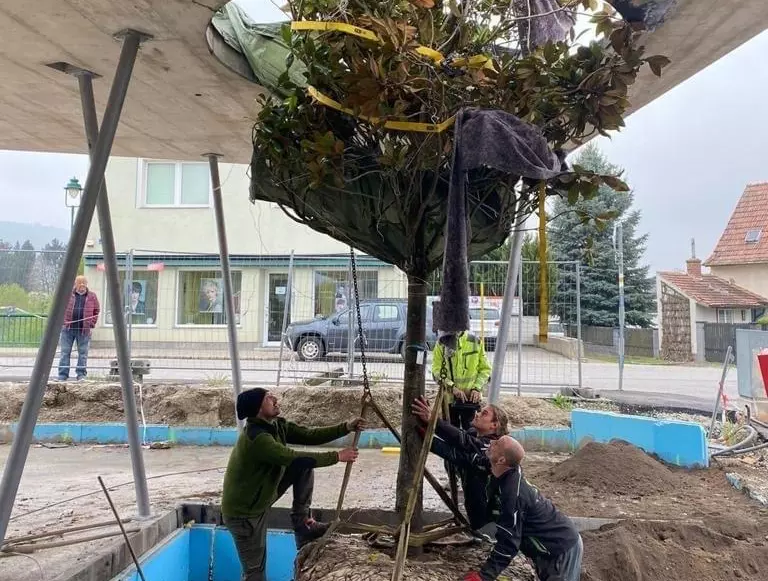 Beume mit dem Hahn transportieren und pflanzen - volskyi-garden.at
