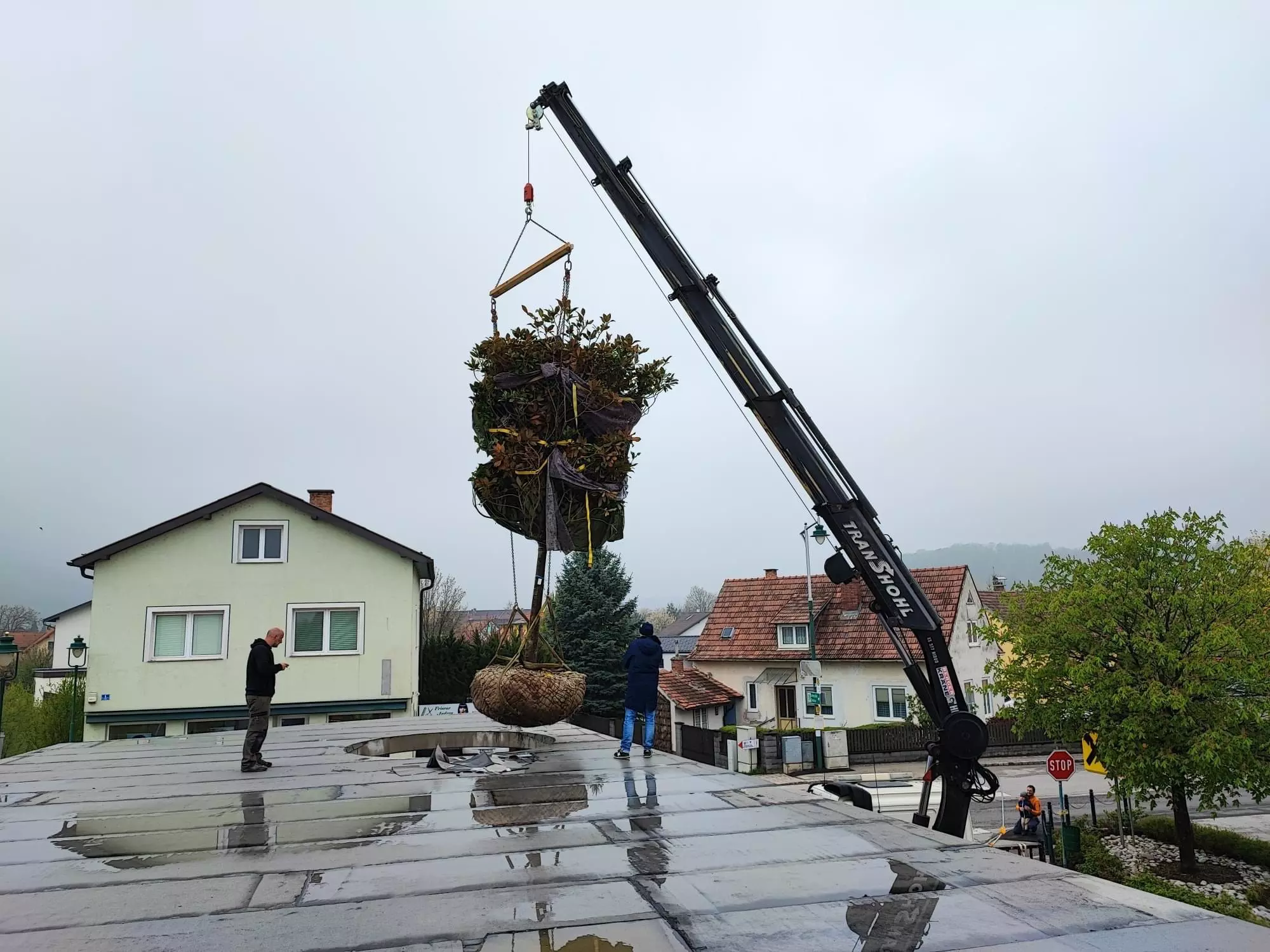 Grosse Beume mit dem Hahn transportieren - volskyi-garden.at