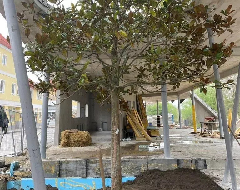 Magnolien mit dem Hahn transportieren - volskyi-garden.at