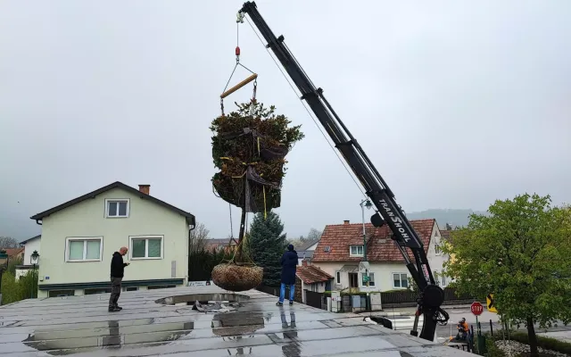 Grosse Beume mit dem Hahn transportieren - volskyi-garden.at